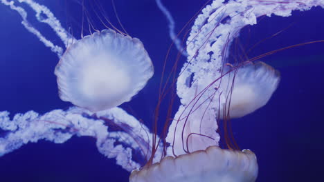 dos hermosas medusas nadan en el agua azul. video 4k