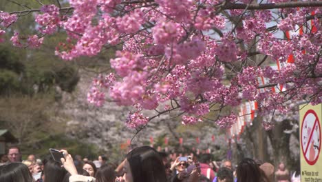 tourists photographing pink sakura