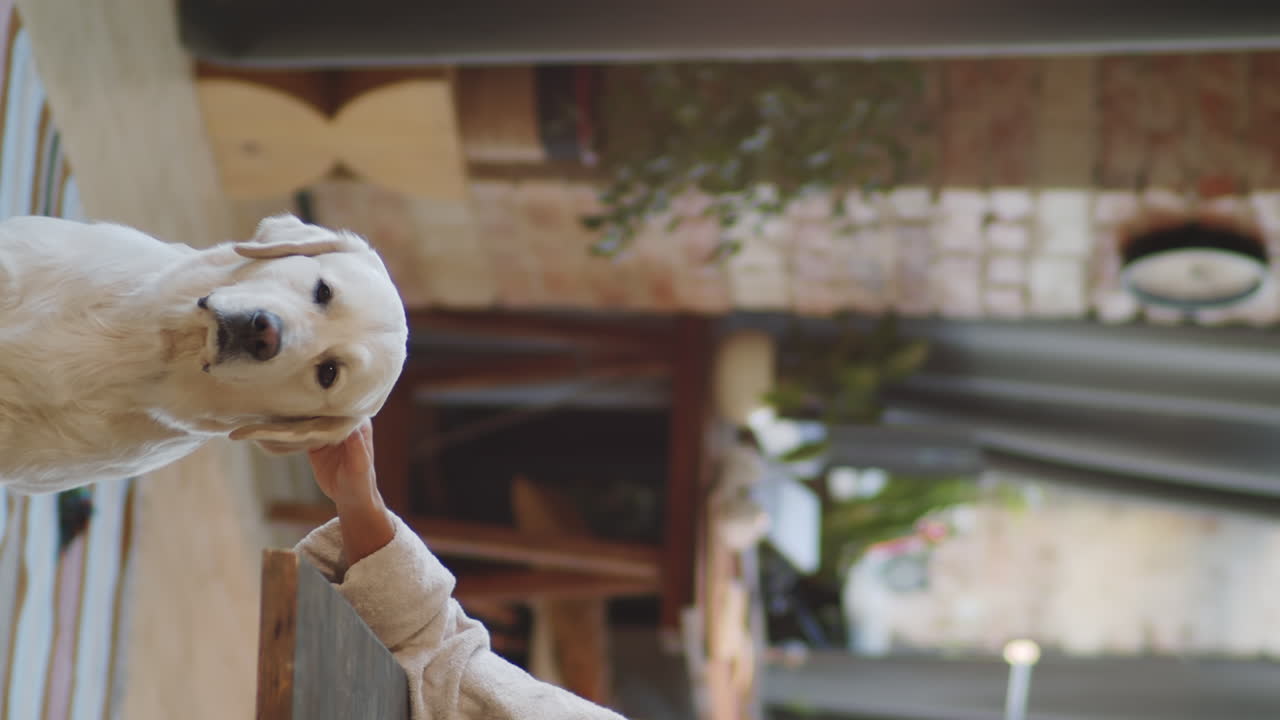 애정 을 받는 개