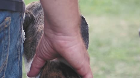 man petting a dog