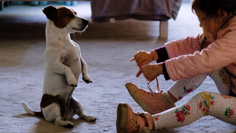 cute terrier puppy sits on hind legs while preschooler tie shoelaces