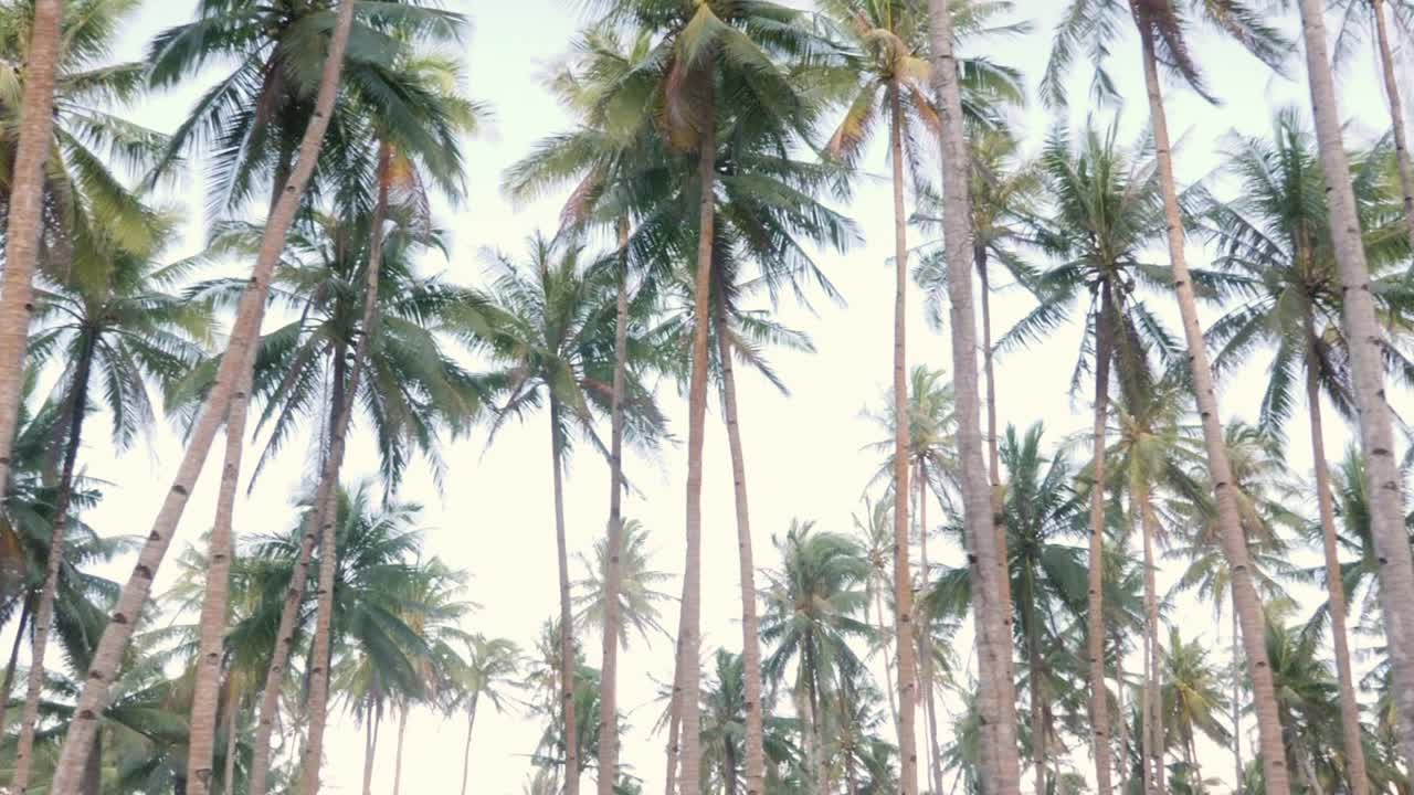 Slow motion dolly shot of tall palm trees with thin stems seen from the ground