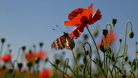 Wide-angle video shot of a vibrant poppy field under a clear blue sky, capturing butterflies