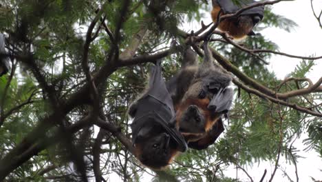 two fruit bats grooming and cleaning themselves then wrap their wings up, hanging upside down from tree branch, day time maffra, victoria, australia