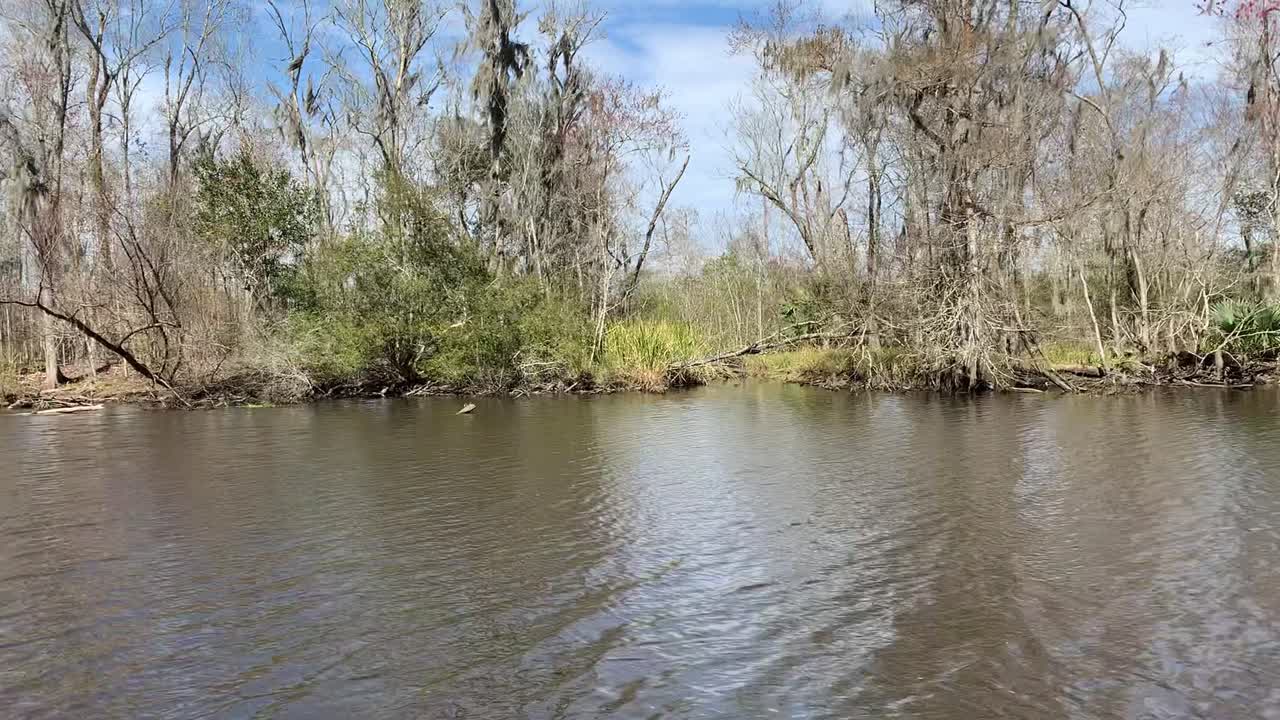 pantano en luisiana, vista lateral del agua y la vegetación