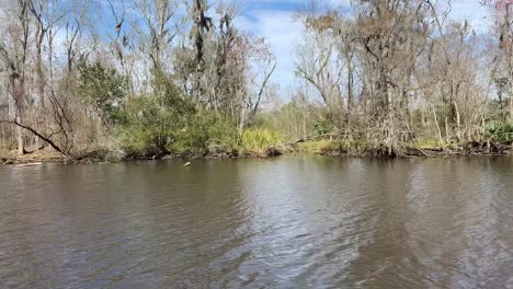 pantano en luisiana, vista lateral del agua y la vegetación