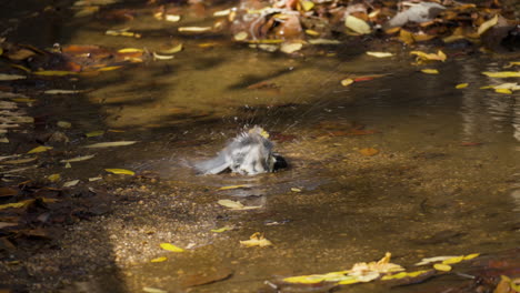 Tit-Japonés-O-Pájaro-Tit-Oriental-Bañándose-En-Un-Charco-De-Bosque-Otoñal-Bajo-La-Cálida-Luz-Del-Sol