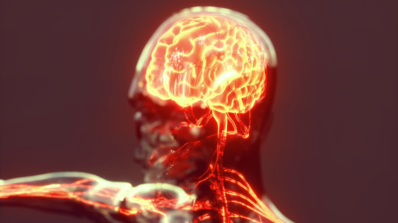 Exploration of human brain anatomy in detailed anatomical visualization