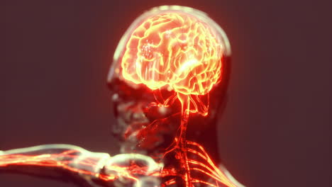 exploration of human brain anatomy in detailed anatomical visualization