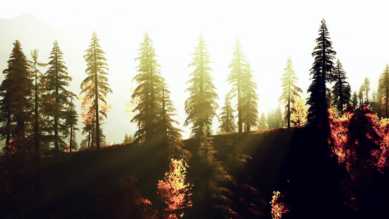 소나무 숲 에서 해가 뜨는 것