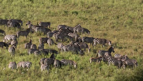 Gran-Manada-De-Cebras-Pastando-En-Hierba-Verde-Fresca-En-El-Parque-Nacional-Del-Serengeti-En-Tanzania-Durante-La-Gran-Migración