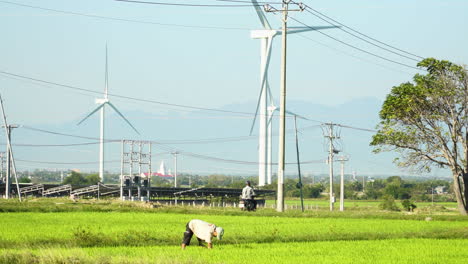 Agricultor-En-Arrozal-Hace-Trabajo-Manual-Al-Lado-Del-Parque-Eólico