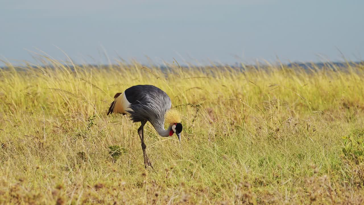 медленный снимок серого коронованного журавля, питающегося и пасущегося на пустых ветреных равнинах национального заповедника масаи-мара, кения, африка.