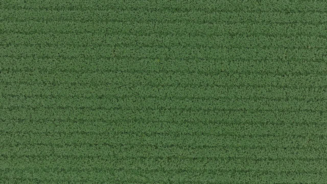 Aerial View of a Lush Green Corn Field