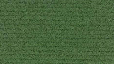 aerial view of a lush green corn field