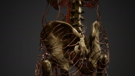 anatomía de los vasos sanguíneos del cuerpo humano