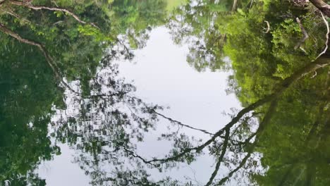 Aerial footage captures tranquil creek reflections in the lush Daintree Rainforest, showcasing vibrant greenery and calm waters