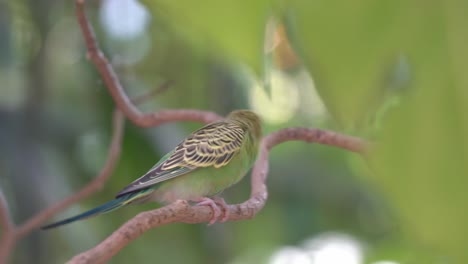 dos pequeños y hermosos periquitos, melopsittacus undulatus acicalándose y acicalándose en la rama de un árbol, uno extendió sus alas y se fue volando, otro vagabundeando y balanceándose en una rama oscilante