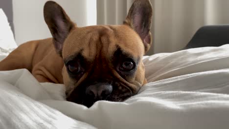 sad french bulldog lying in bed