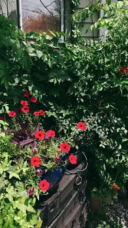 beautiful outdoor garden with red flowers