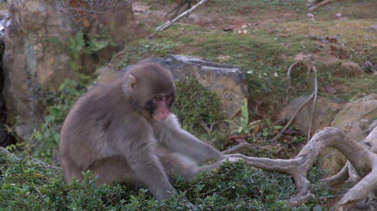 Young Macaque monkey sitting in tree top branch grooms it's furry leg