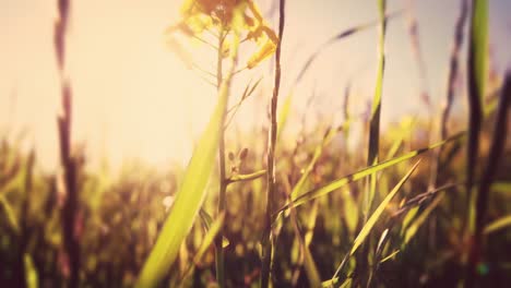 Close-up-of-mustard-crop