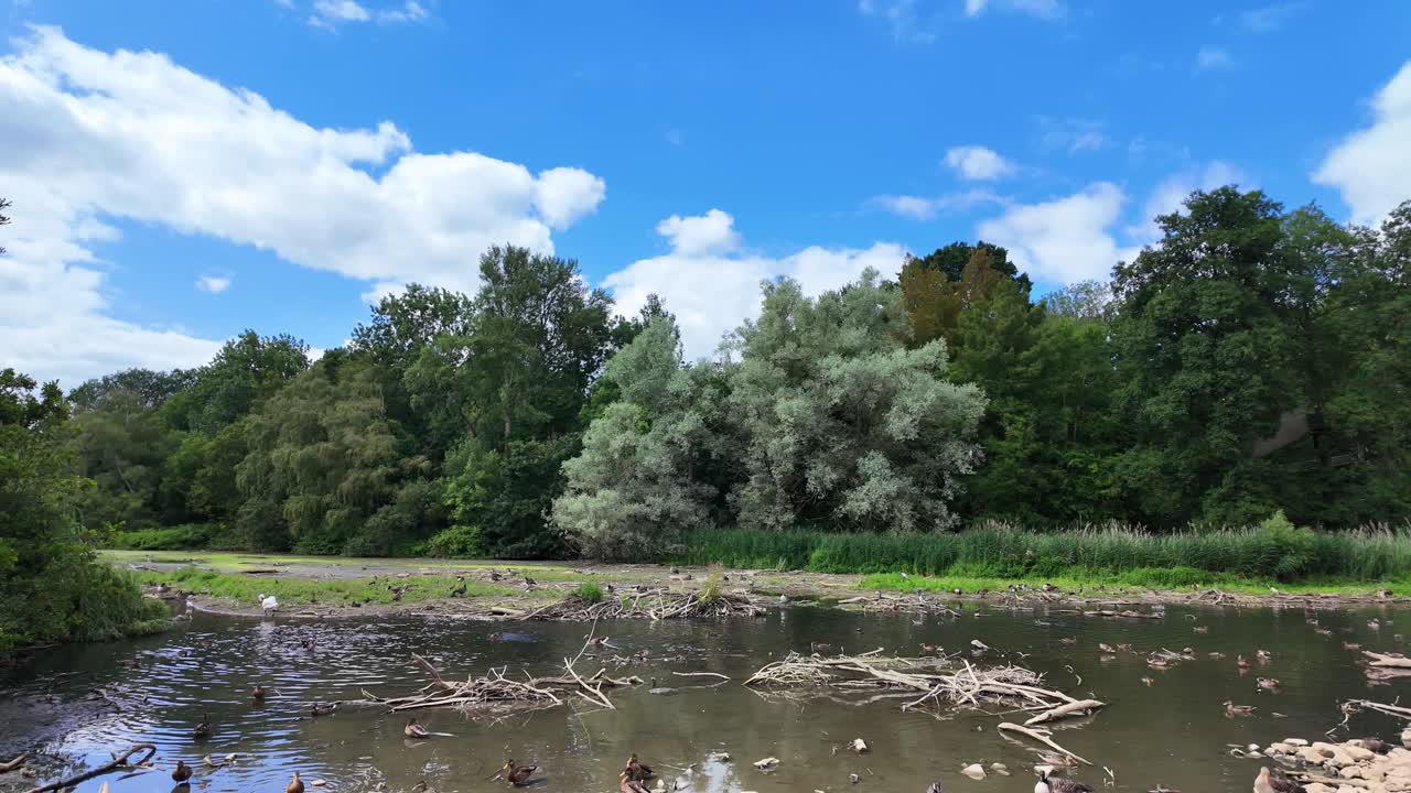 Wild ducks over lake water pond at Coombe Abbey Country Park Coventry England United Kingdom UK