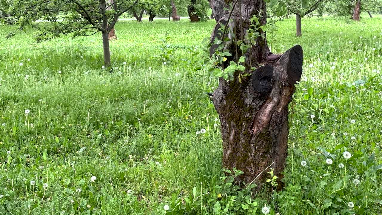 A little bird is sitting on a tree in the garden (4K 60, static)