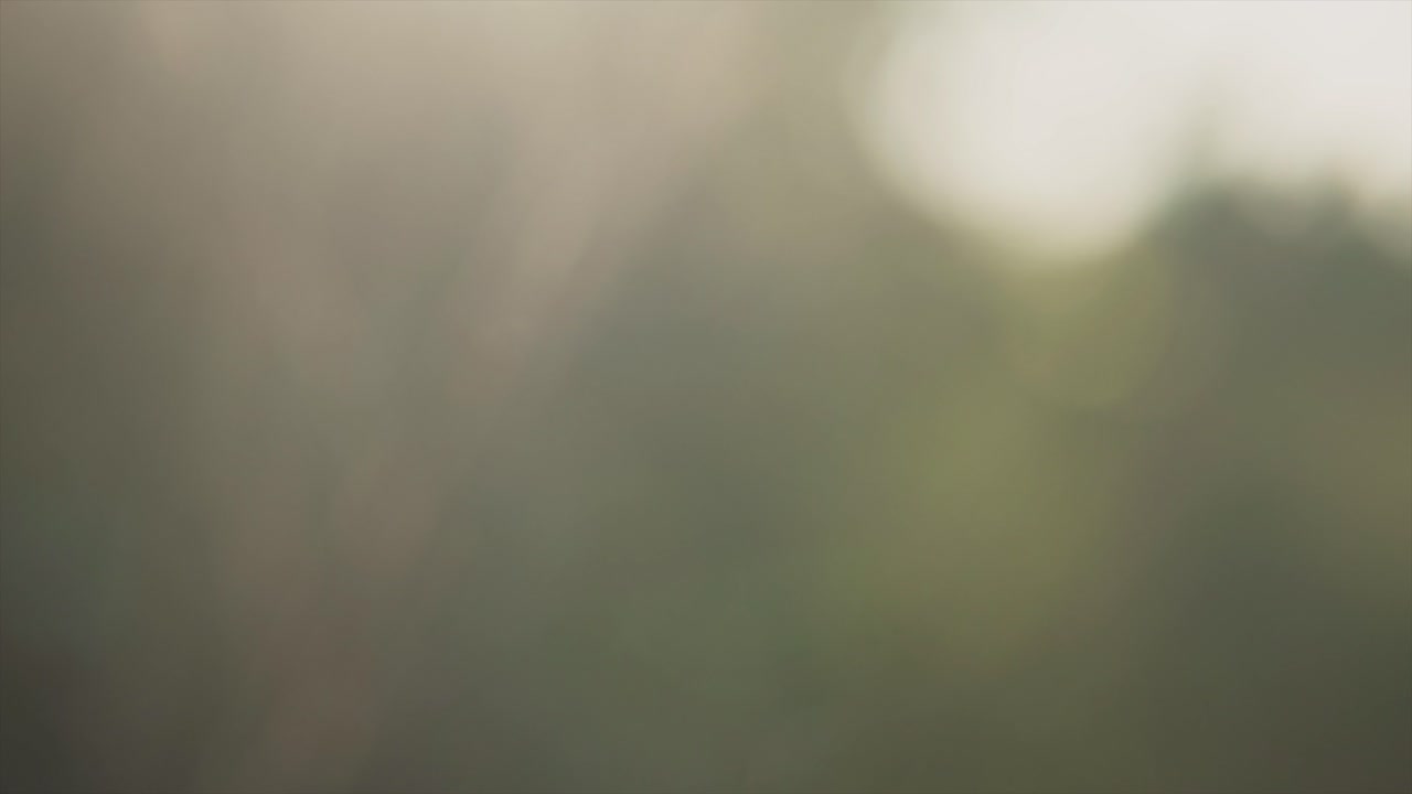 A close up shot of the stem and branch of a natural weed in a grass field, racking focus to reveal the fine hairs and macro details of the invasive plant, Goa, India