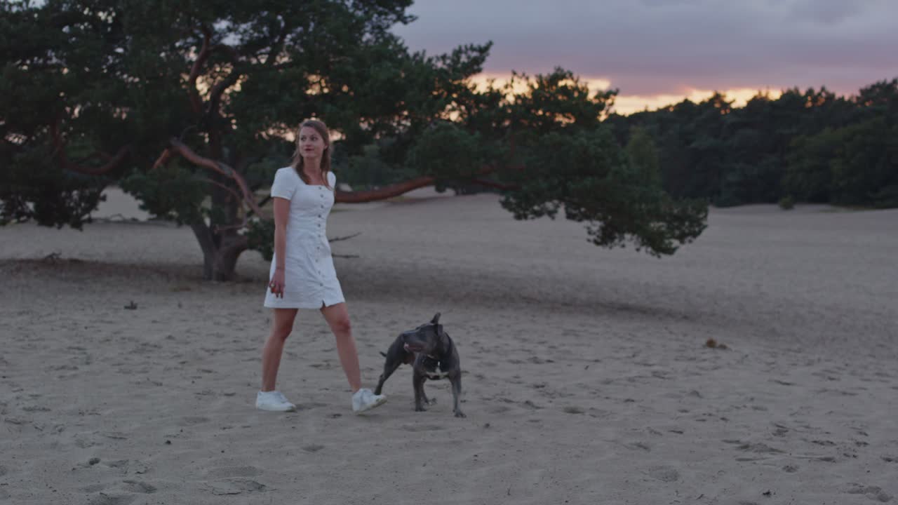 황혼에 아름다운 모래 언덕에서 나무를 지나 걷는 미국 스태퍼드셔 테리어를 가진 젊은 여성