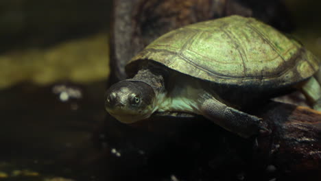 Westafrikanische-Schlammschildkröte-Am-Wasser---Nahaufnahme