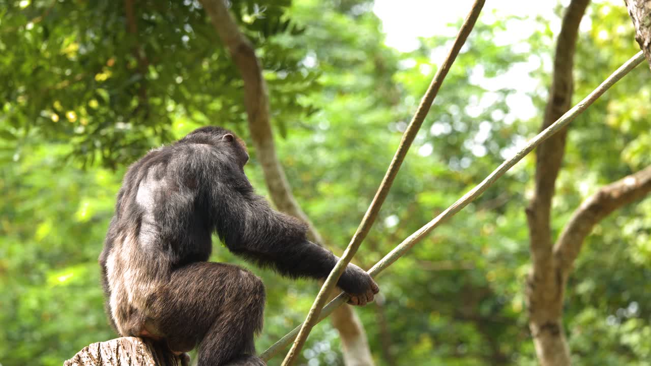 Uno scimpanzé è seduto su un ceppo, mangiando foglie verdi, sullo sfondo di una lussureggiante foresta tropicale.