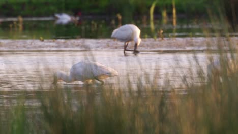 Spoonbills-in-shallow-river-stream-foraging-by-sweeping-bills-to-catch-prey