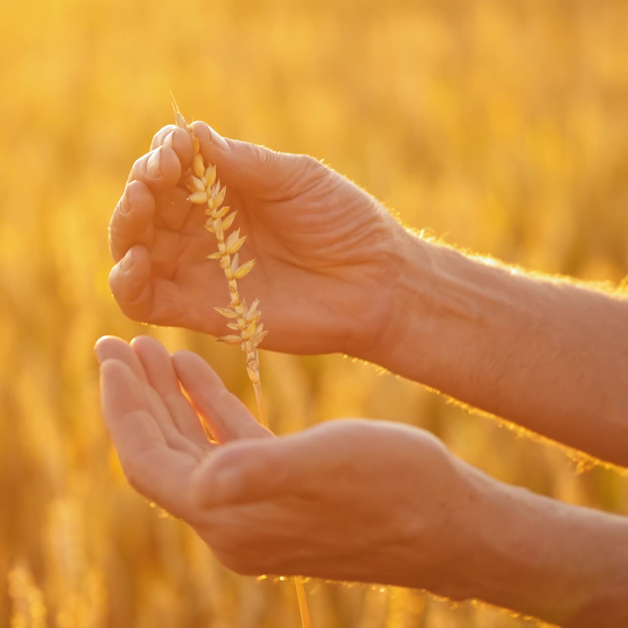 Ripe spikelet in hands against yellow sunlight. Hands of a farmer evaluates wheat grains in the field at sunset. Harvesting grain. Close-up.