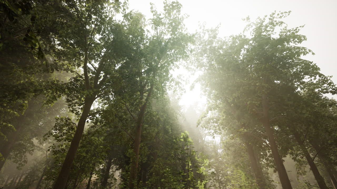 солнечный свет проходит через туманный лес