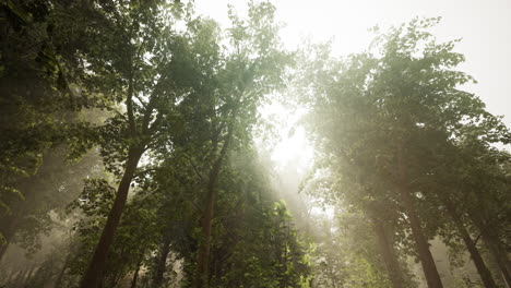 la luz del sol fluye a través de un bosque de niebla
