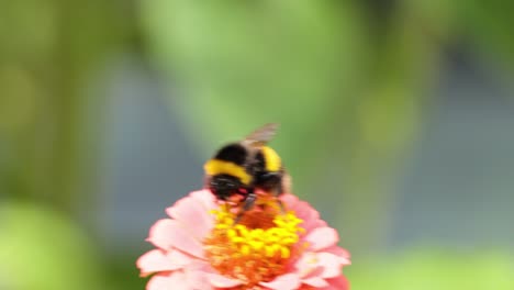 bumblebee collecting nectar from pink zinnia flower