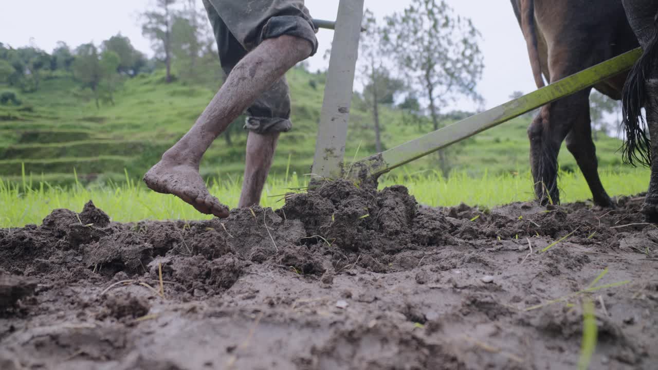 Close-up from below of farmer’s feet moving in waterlogged rice field while ploughing, raw village farming life, 4k video