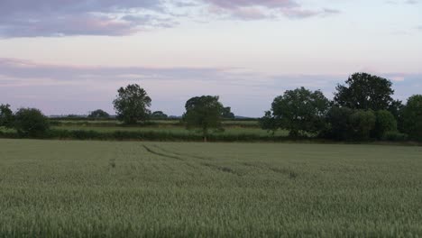 Tranquilo-Campo-Verde-Vacío-Al-Atardecer