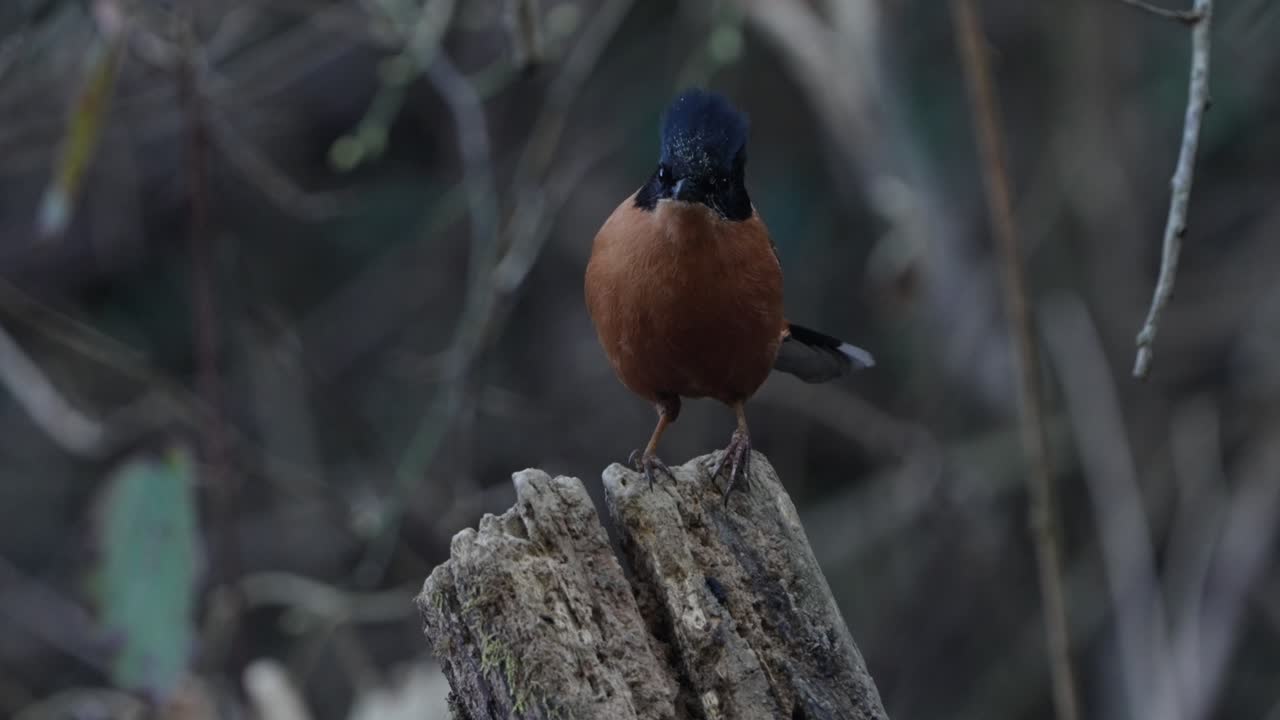 Rufous Sibia bird in nepal