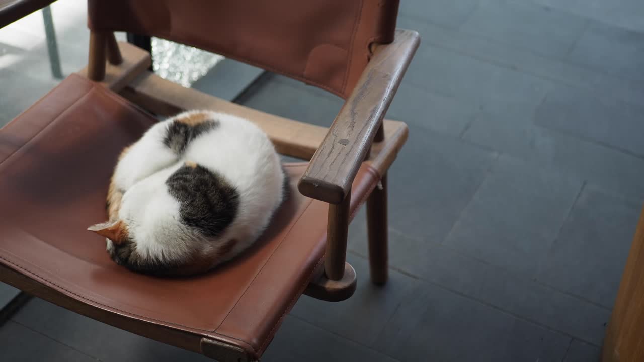 Gatto tricolore che dorme su una sedia