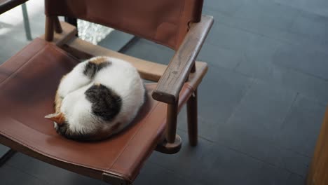 calico cat sleeping on a chair