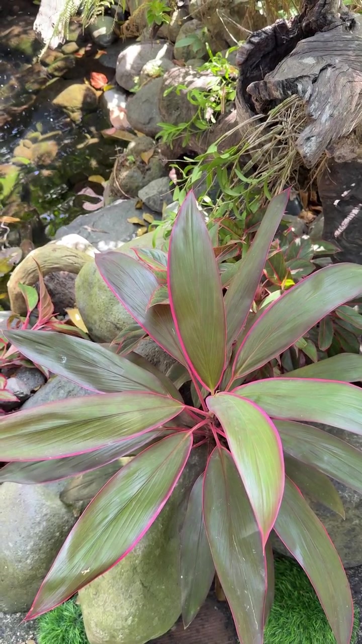 Cordyline con foglie bordate di rosa in un giardino