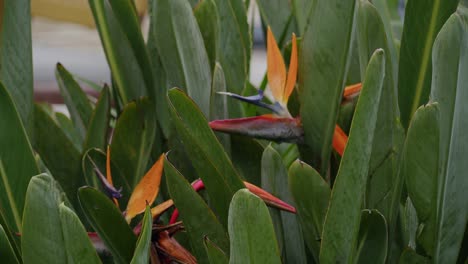 a vibrant orange orchid plant blooms in the lush rainforest of antigua, guatemala