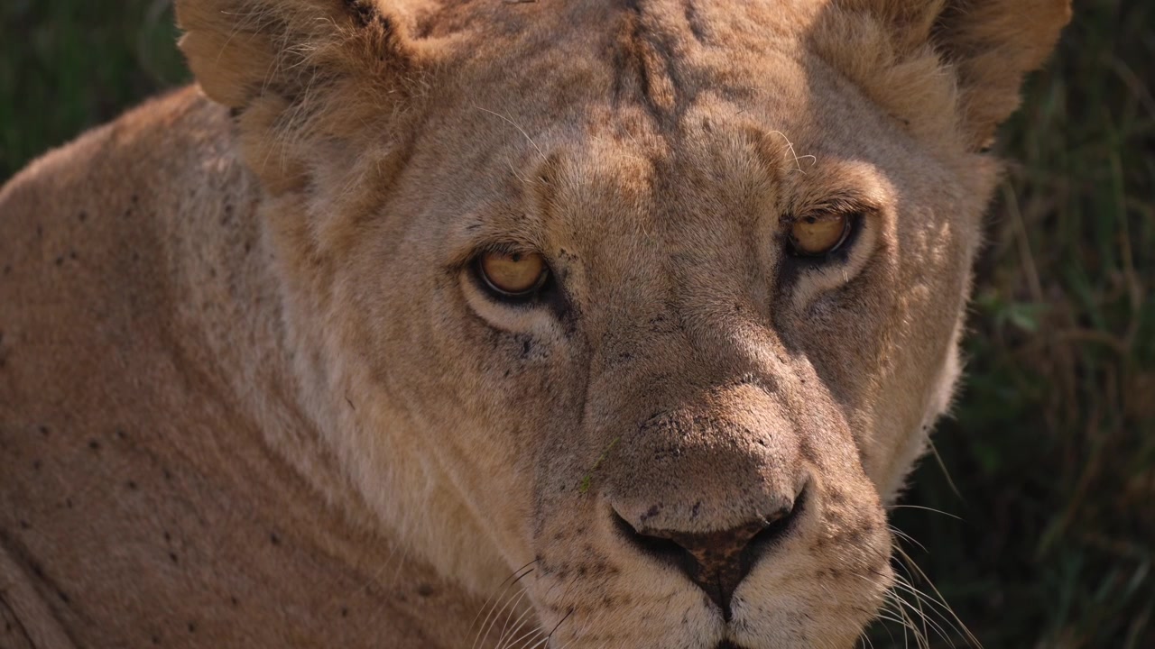 Filmový zpomalený záběr, detailní portrét lví tváře lvice, safari zvířata v Africe při pozorování africké divoké zvěře v Keni.