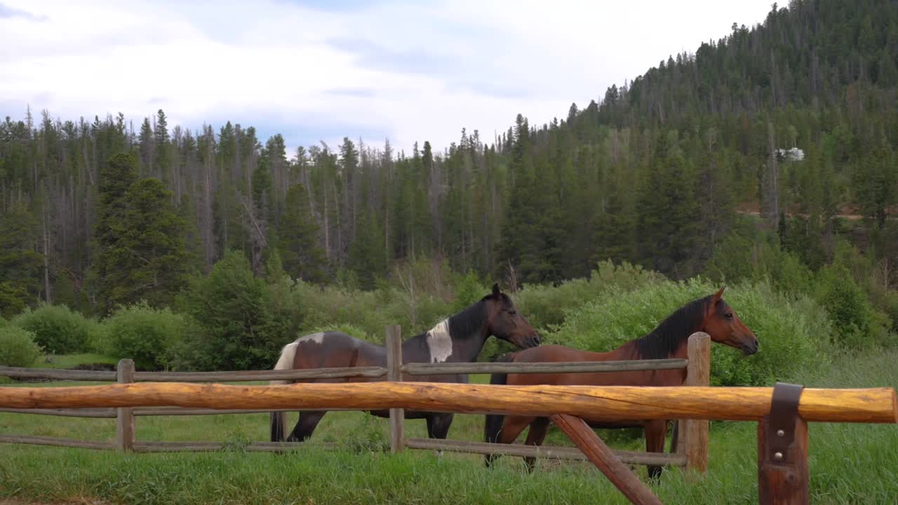 caballos en un establo en las montañas rocosas