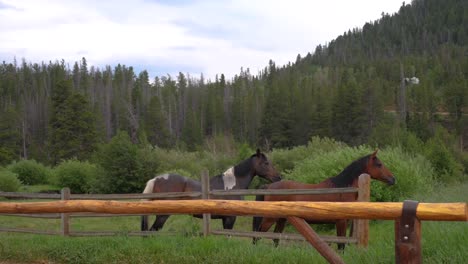 horses in a stable in the rocky mountains