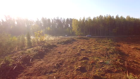 forest logging clear cut