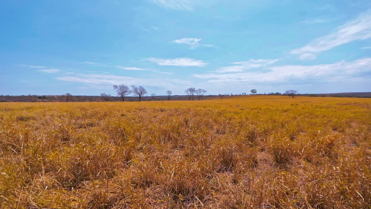 hierba seca en un terreno ancho con árboles y nubes en un día soleado, tiro panorámico