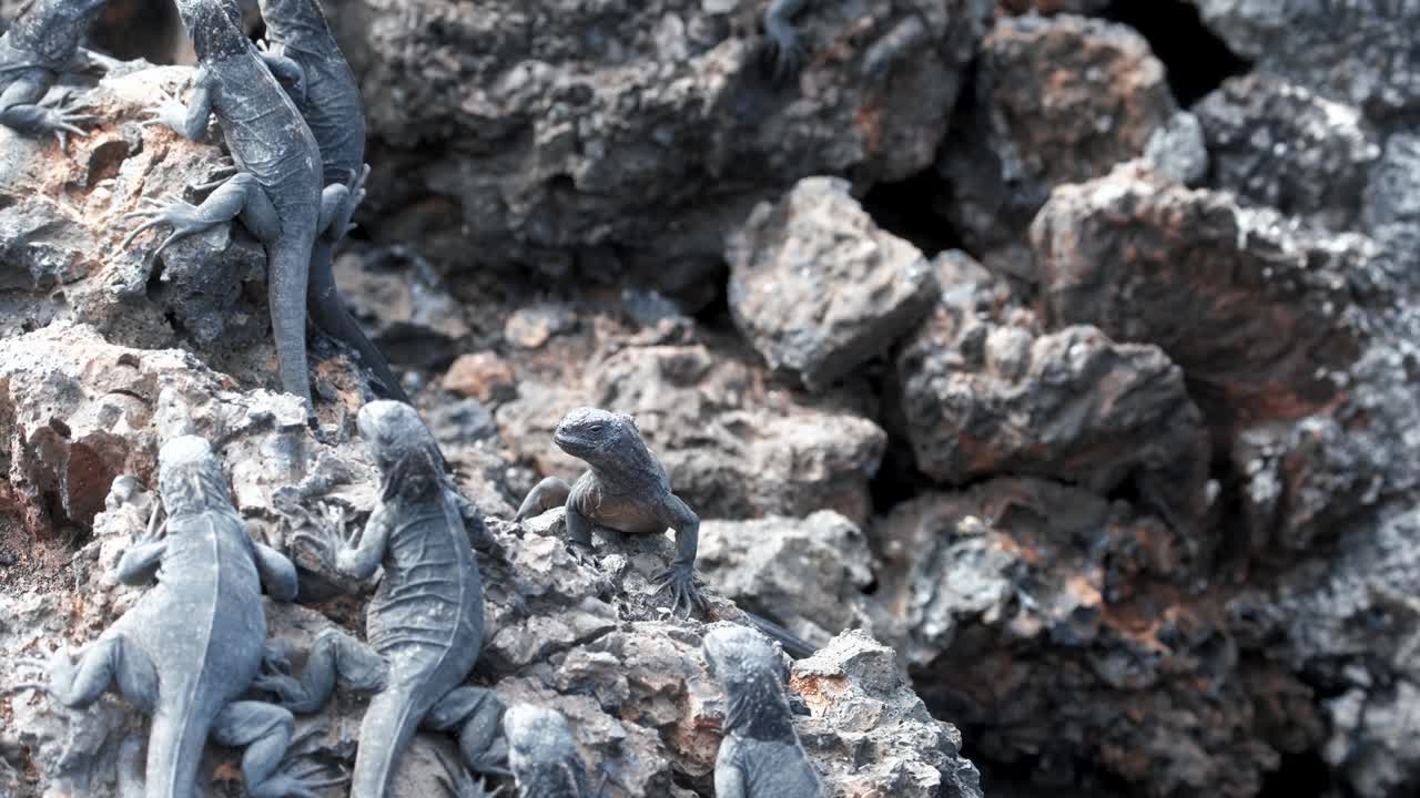 iguanas marinas tomando el sol en la roca en la isla isabela en galápagos, ecuador